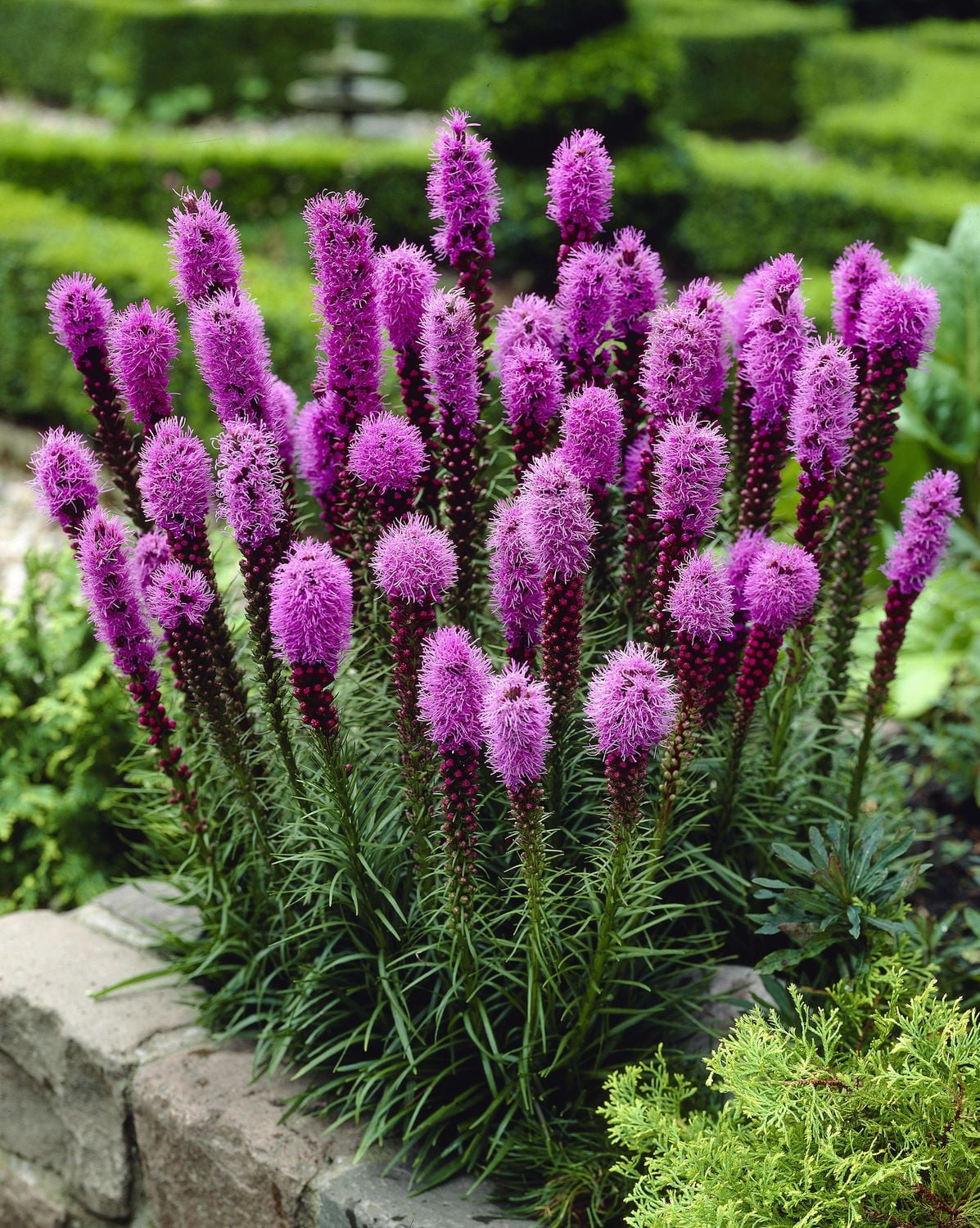 TASC FLOWER BULBS- MISC LIATRIS SPICATA ( 10 BULBS)