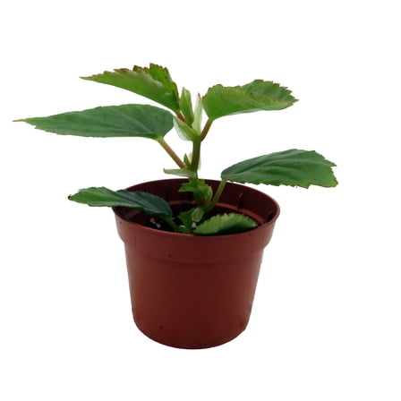 Heirloom Pink Angel Wing Begonia dietrichiana - 2.5" Pot - Great House Plant