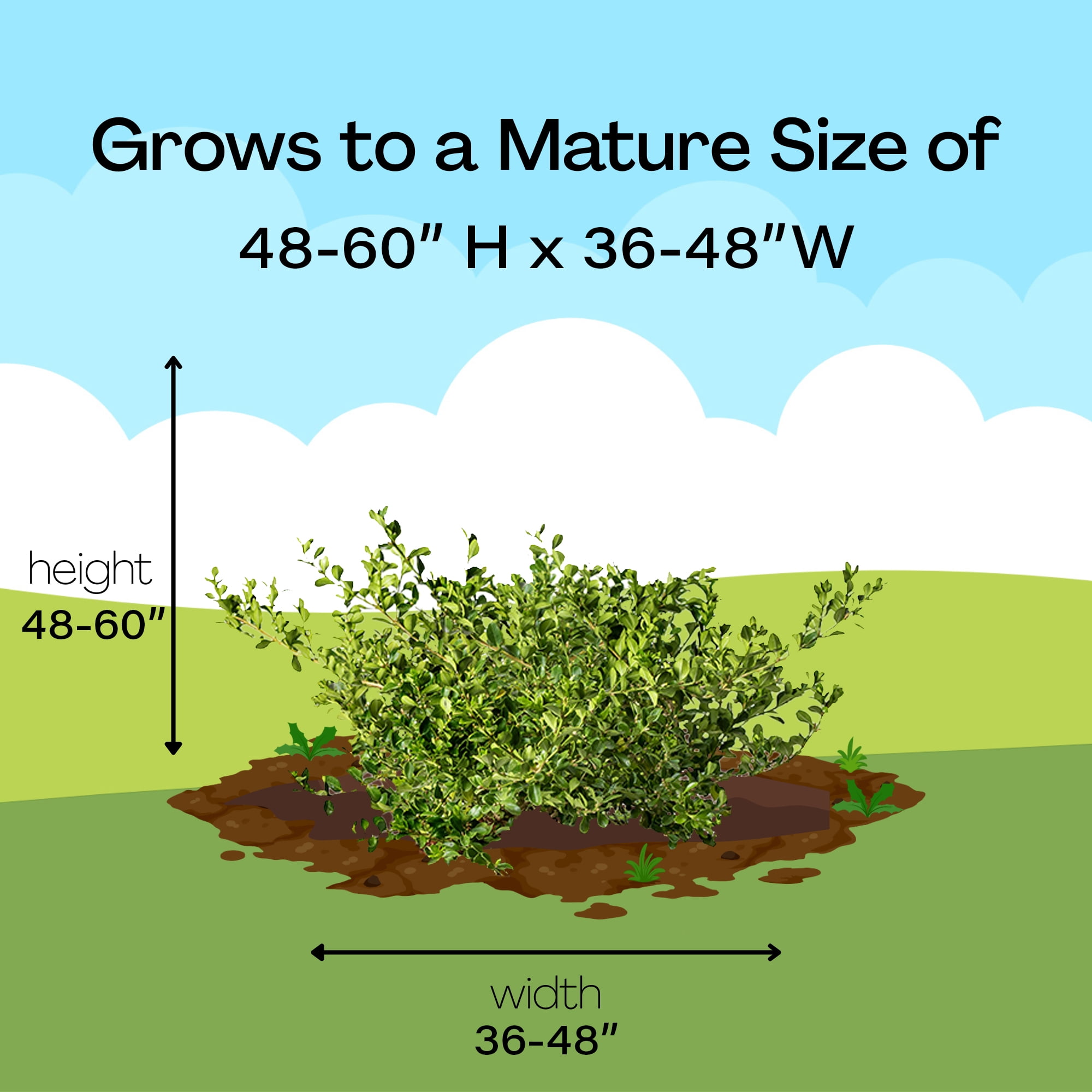 Better Boxwood Babylon Beauty Live Shrub in 1-Gallon Grower Pot