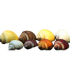 Assorted Mystery Snail