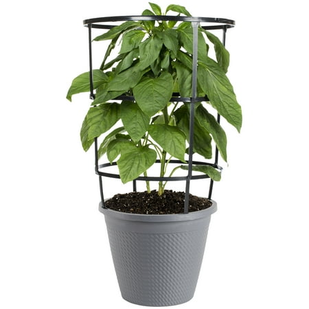 Bonnie Plants Savoy Cabbage 6-pack