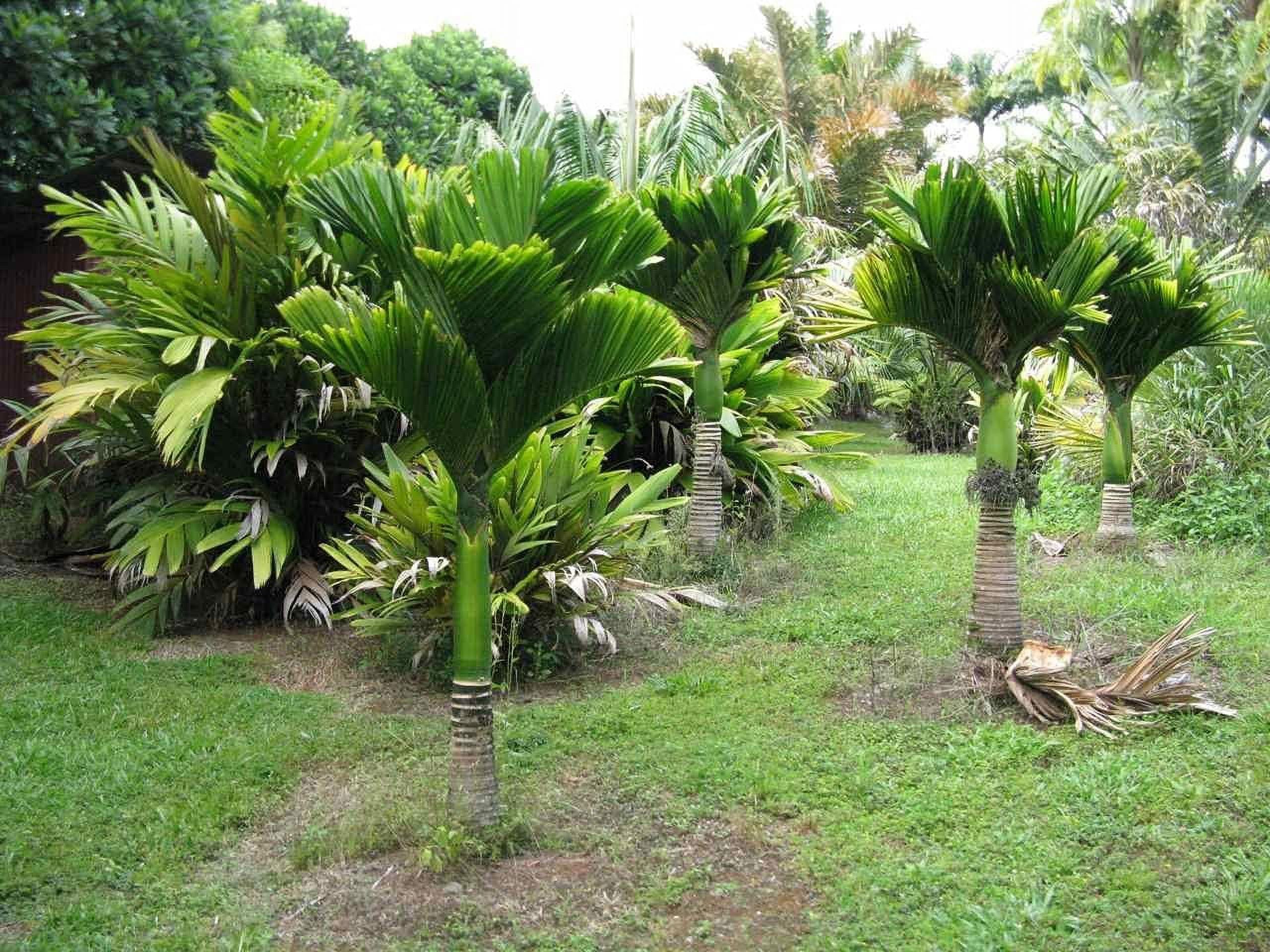 Dwarf Areca Catechu Palm - Live Plant in a 10 Inch Pot - Areca Catechu 'Dwarf' - Breathtaking Ornamental Palms from Florida for The Home and Patio - image 5 of 5