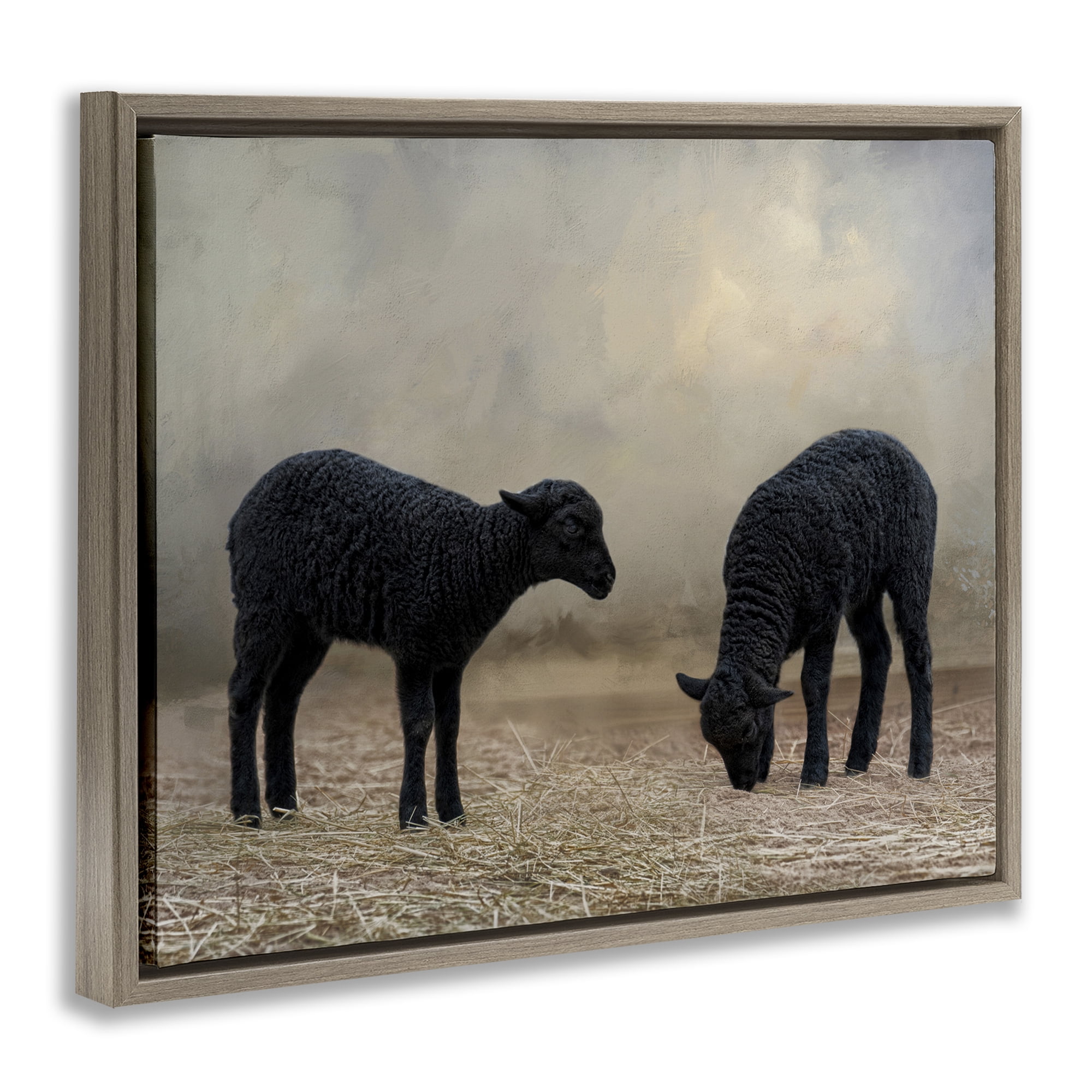 Stupell Industries Black Sheep Grazing Animals & Insects Photography Brown Floater Framed Canvas Art Print Wall Art, 21 x 17