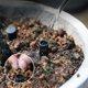 thumbnail image 5 of Tubos de aireación para plantas | Paquete de 10 tubos de ventilación para macetas para oxigenación del suelo y riego profundo de las raíces, 5 of 7
