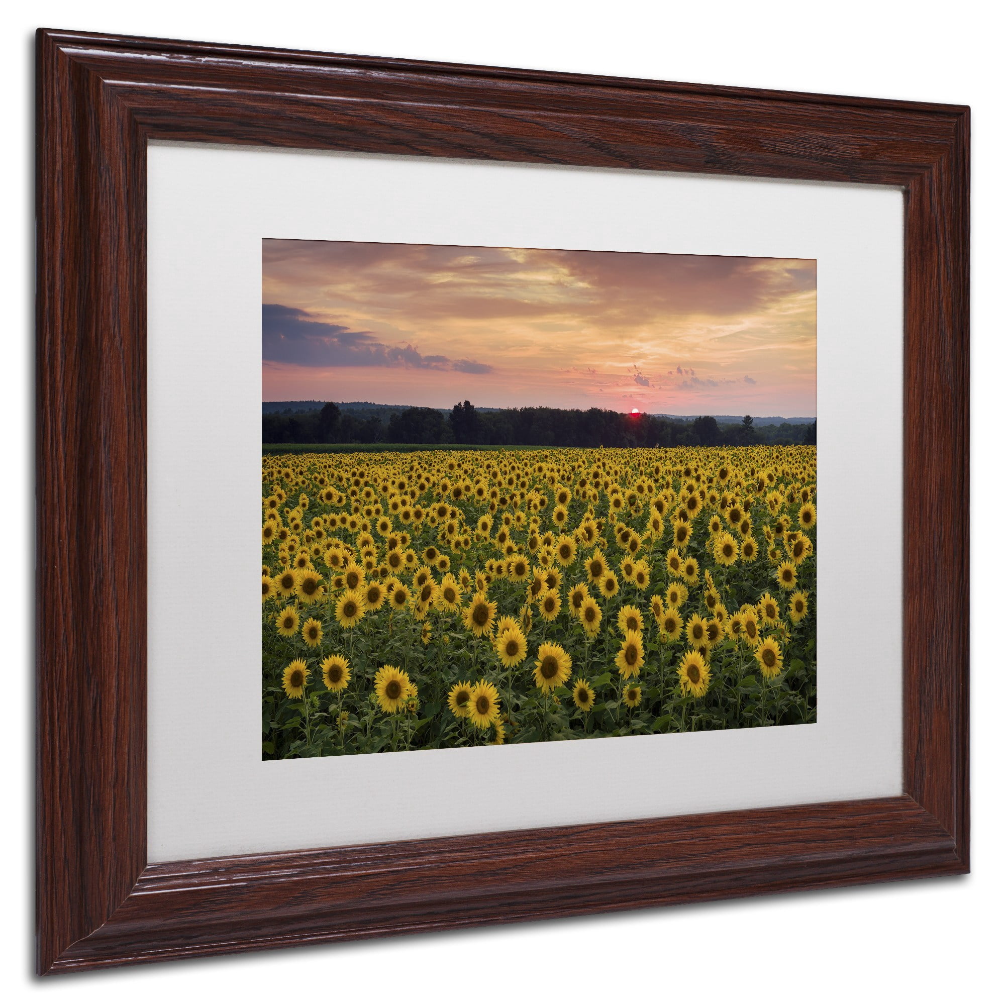 Trademark Fine Art "Sunflower Taps" Canvas Art by Michael Blanchette Photography White Matte, Wood Frame