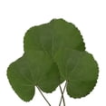 thumbnail image 2 of Bloomingmore Everyday Greenery Galax Leaves - Fresh Cut - 150 Stems, 2 of 7