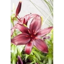 Monte Negro Asiatic Lily 3 Bulbs 14/16cm - Rich Red/Glossy Leaf