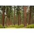 thumbnail image 3 of Berzel, Erin 18x13 Black Modern Framed Museum Art Print Titled - Willamette Natl Forest IV, 3 of 5