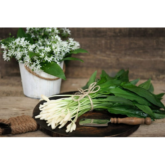 10 * Seeds RAMSONS / WILD Bear GARLIC Allium Ursinum Vegetable Herb White Flower Seeds