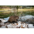 thumbnail image 1 of Animal Statue-American Beaver Cub, Garden Statue, Garden Decoration, Home Decor, 1 of 5