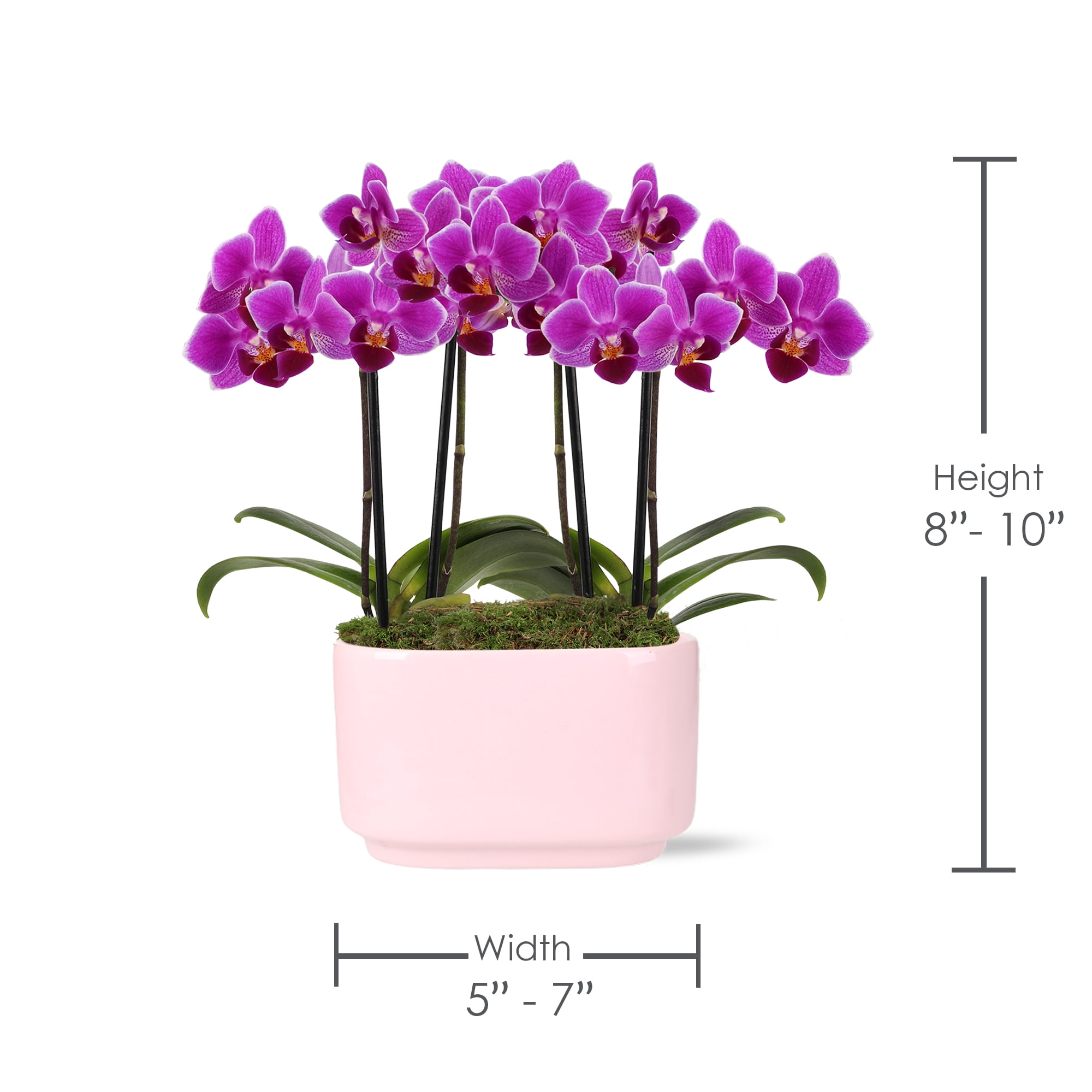 Green Circle Growers 4" Duo Magenta Orchid in Jan Pink Decorative Pot, Live Double Stem Orchid Plant