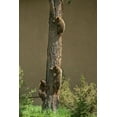 thumbnail image 2 of Jaynes Gallery 23x32 Gold Ornate Wood Framed with Double Matting Museum Art Print Titled - Colorado-Woodland Park Black bear cubs climbing tree, 2 of 4