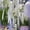A, variant on 10 PCS Artificial Amaranth Flowers - Elegant Green Wisteria Hanging Flowers for Bohemian Home Decor, Weddings, Parties, and Outdoor Events