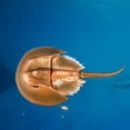 thumbnail image 3 of High Simulation Horseshoe Crab Animal Model Marine Organism Decoration for Children Playing, 3 of 9