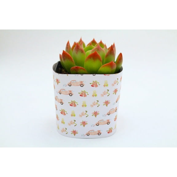 Plants Of Joy Wedding Car Pattern Print Succulent Wraps for Weddings, Baby Shower, and Party Favors. 25 Count Pack.