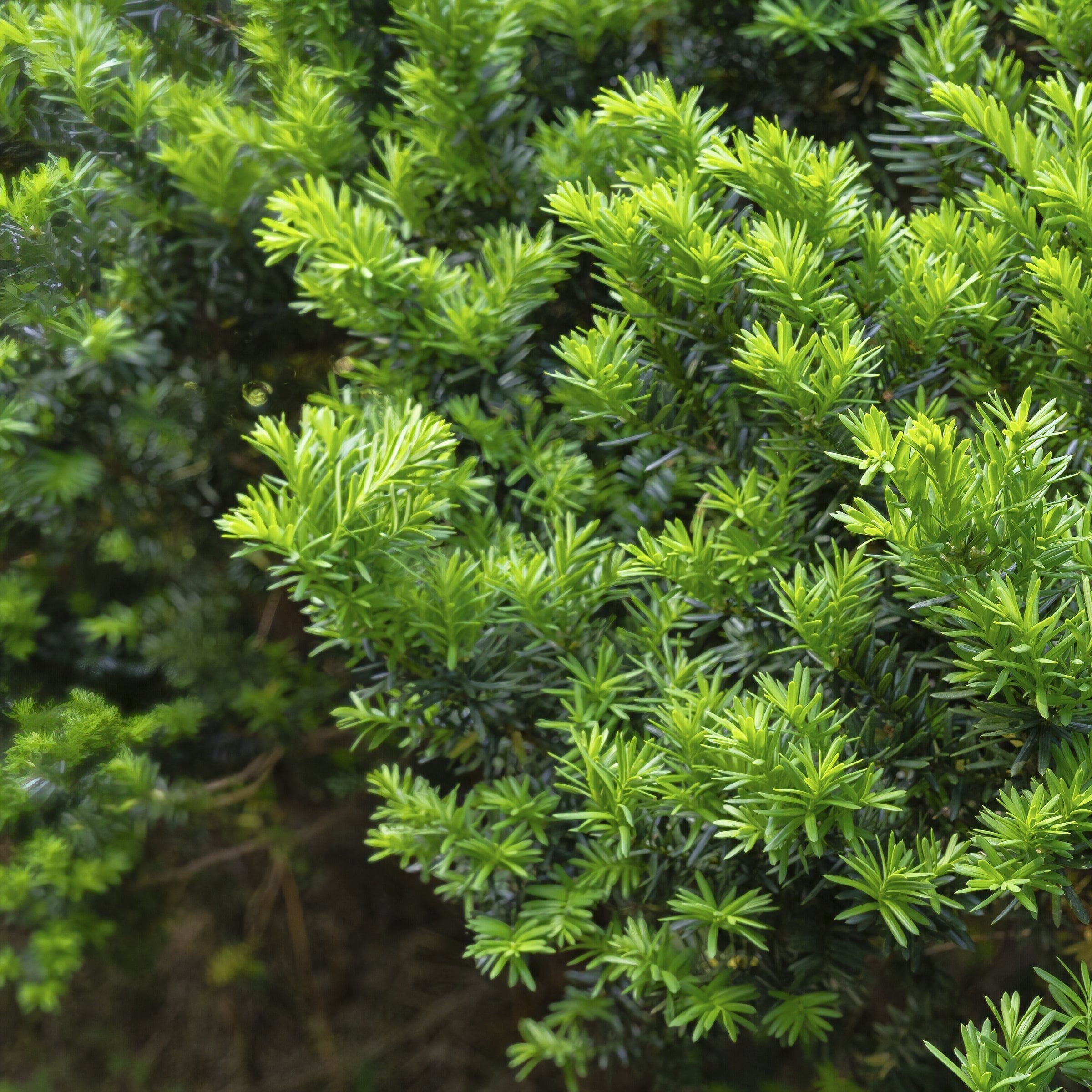 3 gal. Japanese Yew Dwarf Pringles Shrub