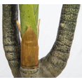 thumbnail image 3 of 84" Foot Tall Palm Tree, Outdoor/Indoor (58x51x84"H), 3 of 3