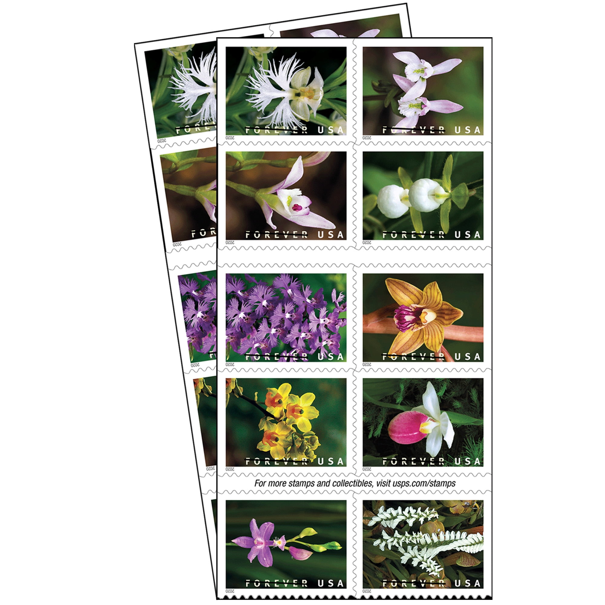 Wild Orchids Strip Of 10 Usps First Class Forever Postage Stamps Flower Birthday Anniversary Wedding Celebration 10 Stamps Walmart Com Wild Orchids Strip Of 10 Usps First Class Forever Postage Stamps Flower Birthday Anniversary Wedding Celebration 10 Stamps Walmart Com