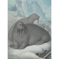 thumbnail image 3 of James Sowerby 14x18 Black Modern Framed Museum Art Print Titled - Tusked Walruses, 3 of 5