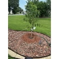 Elberta Peach Heirloom Tree 5 Gallon Self Pollinating Requires 800