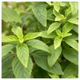 thumbnail image 4 of Everwilde Farms - 1000 Organic Cinnamon Basil Herb Seeds - Gold Vault Jumbo Bulk Seed Packet, 4 of 5