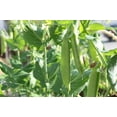 thumbnail image 2 of 100+ Sugar Snap Peas | Non-GMO | Heirloom Vegetable Garden Seeds USA, 2 of 2