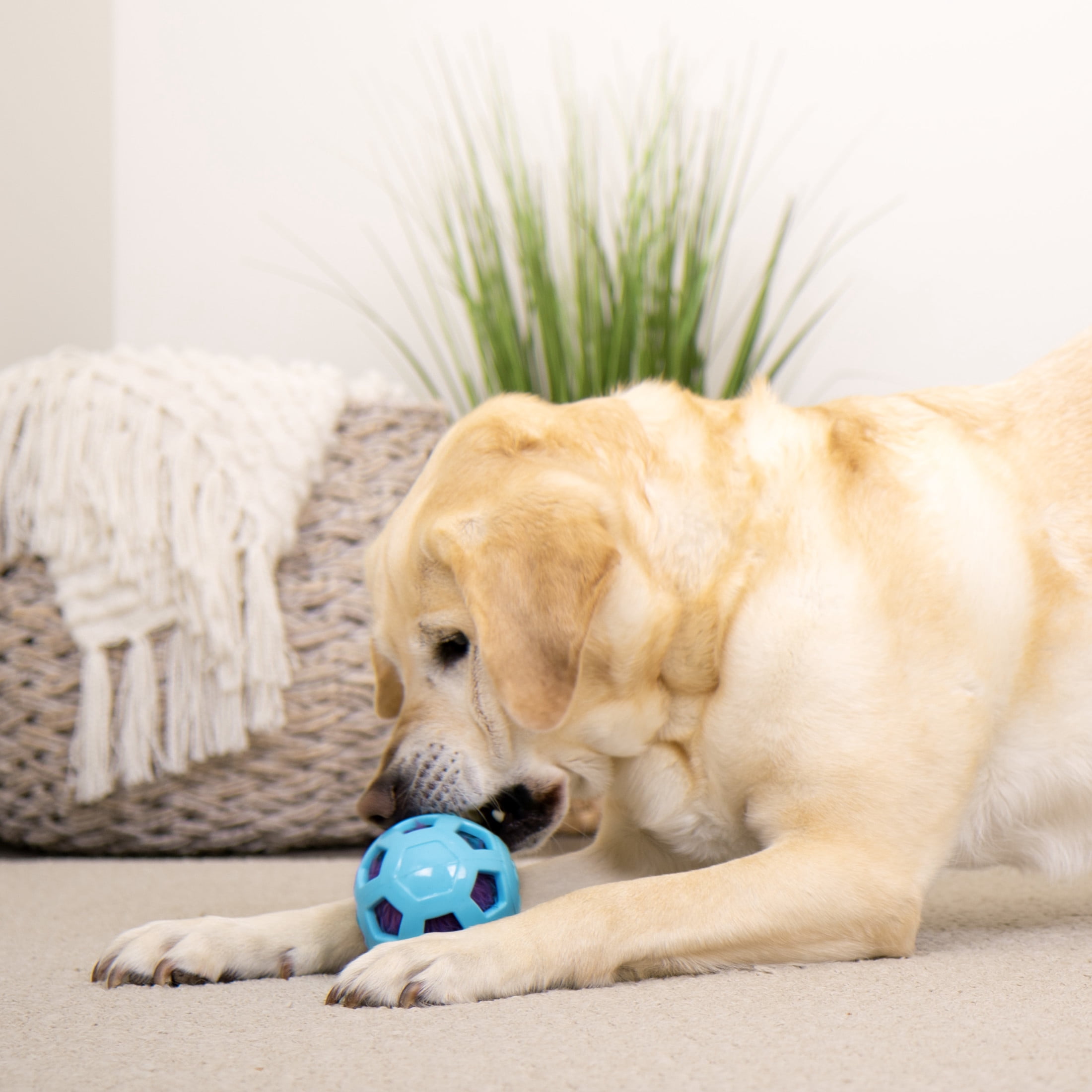 goDog Bounceez Webly Bouncy Dog Toy, Blue, One Size
