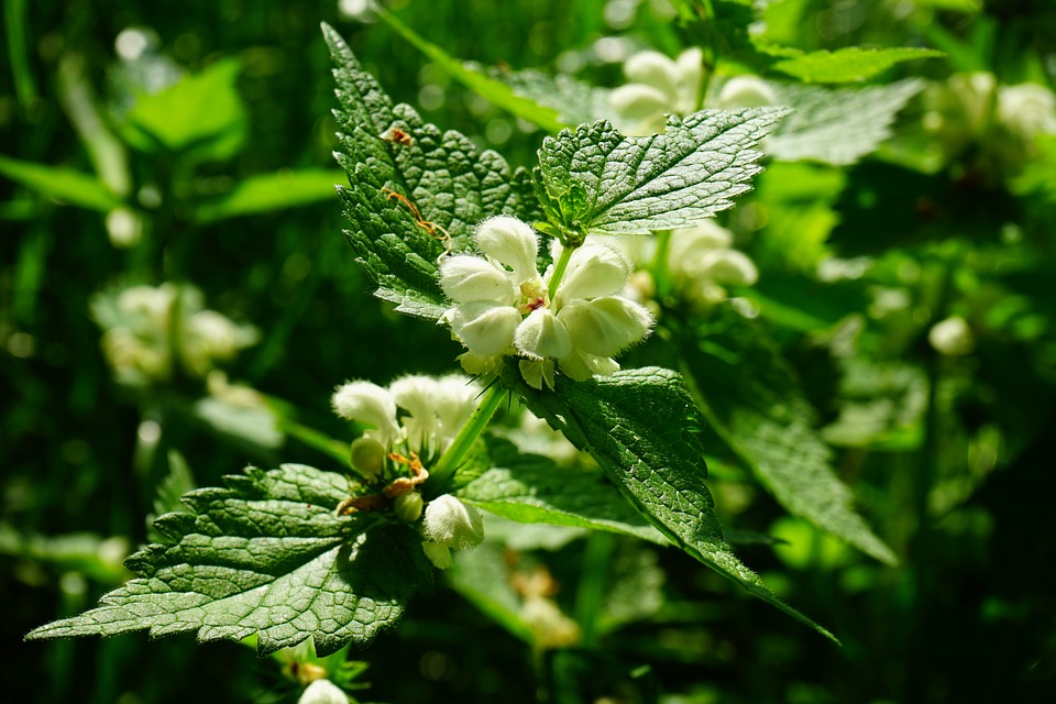 Flower White Dead Nettle White Plant12 Inch BY 18 Inch