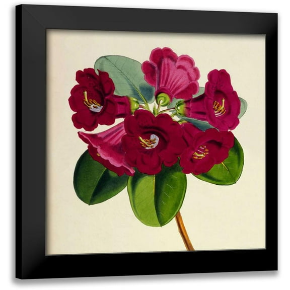 Hooker, Joseph Dalton 12x12 Black Modern Framed Museum Art Print Titled - Rhododendron Thomsoni Flower