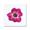 thumbnail image 2 of Trademark Fine Art "Hot Pink Flower" Canvas Art by Kathie McCurdy, 2 of 2