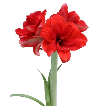 Double Dragon Amaryllis- 22-26 cm bulb