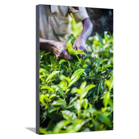 Hands of a Tea Picker Picking Tea in the Sri Lanka Central Highlands, Tea Country, Sri Lanka, Asia Stretched Canvas Print Wall Art By Matthew (Best Tea In The World Sri Lanka)