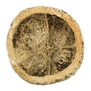 Vickerman Half Bleached Mayan Coconut 3 Wide, Real Preserved Coconut Decor for Home or Everyday Arrangements, 10 Pieces Per Pack