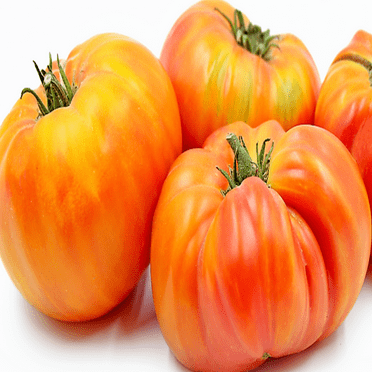 PAPAW'S GARDEN SUPPLY LLC. HELPING THE NEXT GENERATION GROW! Hillbilly West Virginia Heirloom Tomato 20 Seeds