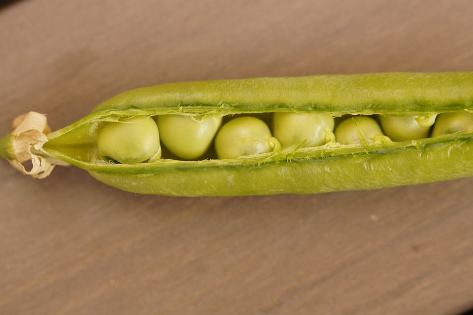 barkbox peas in a pod