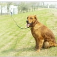 thumbnail image 4 of Dog/puppy Obedience Recall Training Agility Training Leash, Extended Rope For Training. Play Blue 2.5cm, 4 of 5