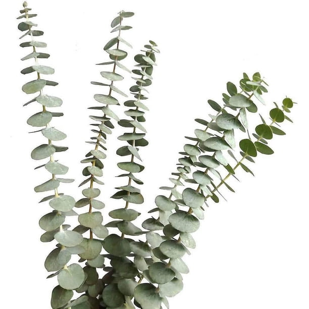 Ramas de eucalipto reales YONGSHENG 12 Tallos hojas naturales color verde