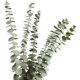 thumbnail image 1 of Ramas de eucalipto reales YONGSHENG 12 Tallos hojas naturales color verde, 1 of 5
