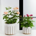 thumbnail image 4 of Better Homes & Gardens 8" x 8" x 8" Round White and Brown Ceramic Plant Planter, 4 of 8