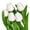 White, variant on Ludlz Fake Tulips Real Touch Artificial Flowers 5Pcs Flower Arrangement Bouquet for Home Office Wedding Decoration Nice-looking Attractive Charming Bouquets for Home