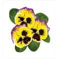 thumbnail image 3 of Ambesonne Pansy Duvet Cover Sets, Botanical Feels Flower Art, 2-King, Green Yellow and Purple, 3 of 3
