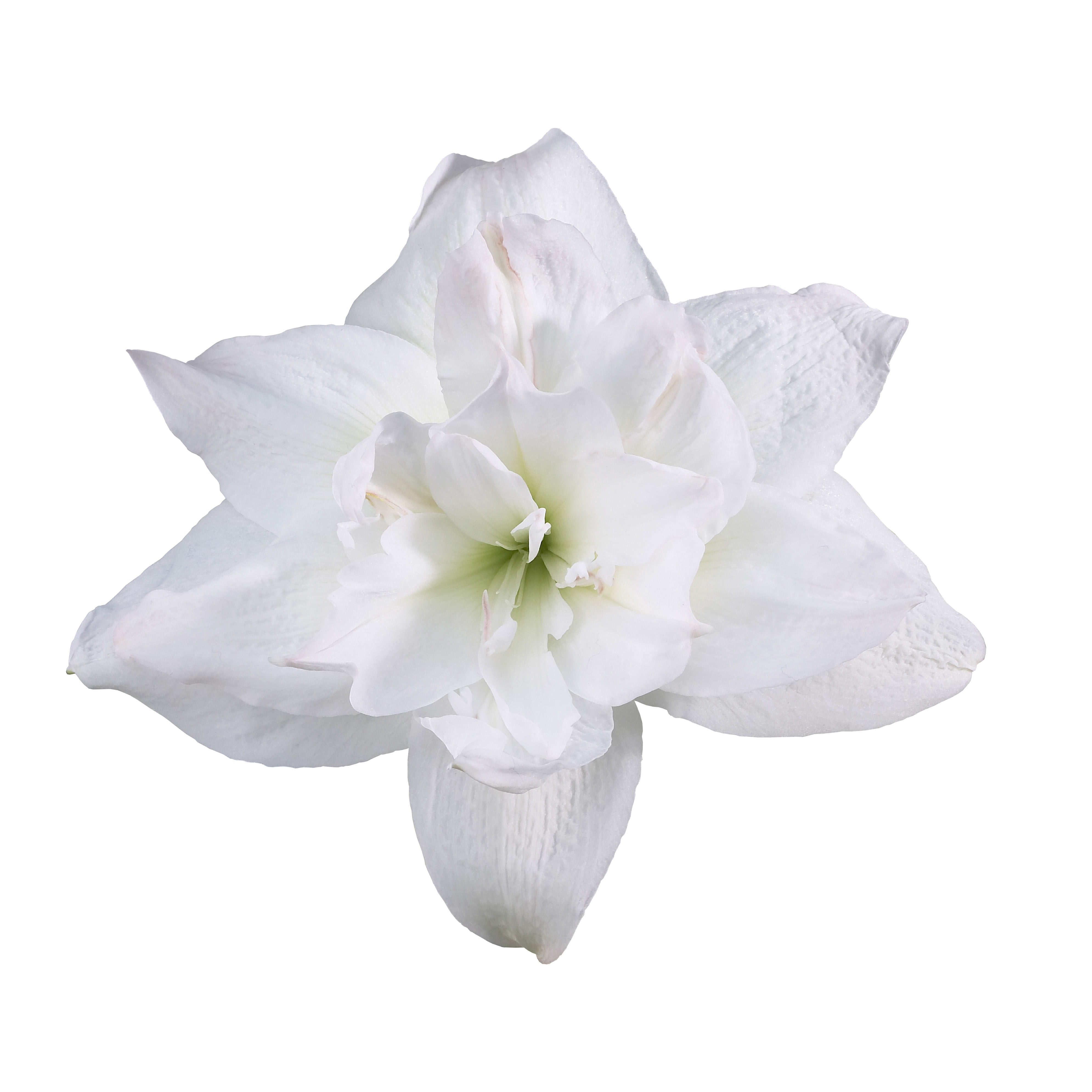 EuroBlooms Amaryllis 'Marquis' in 6-Inch Silver Pot, Indoor White Amaryllis Live Plant