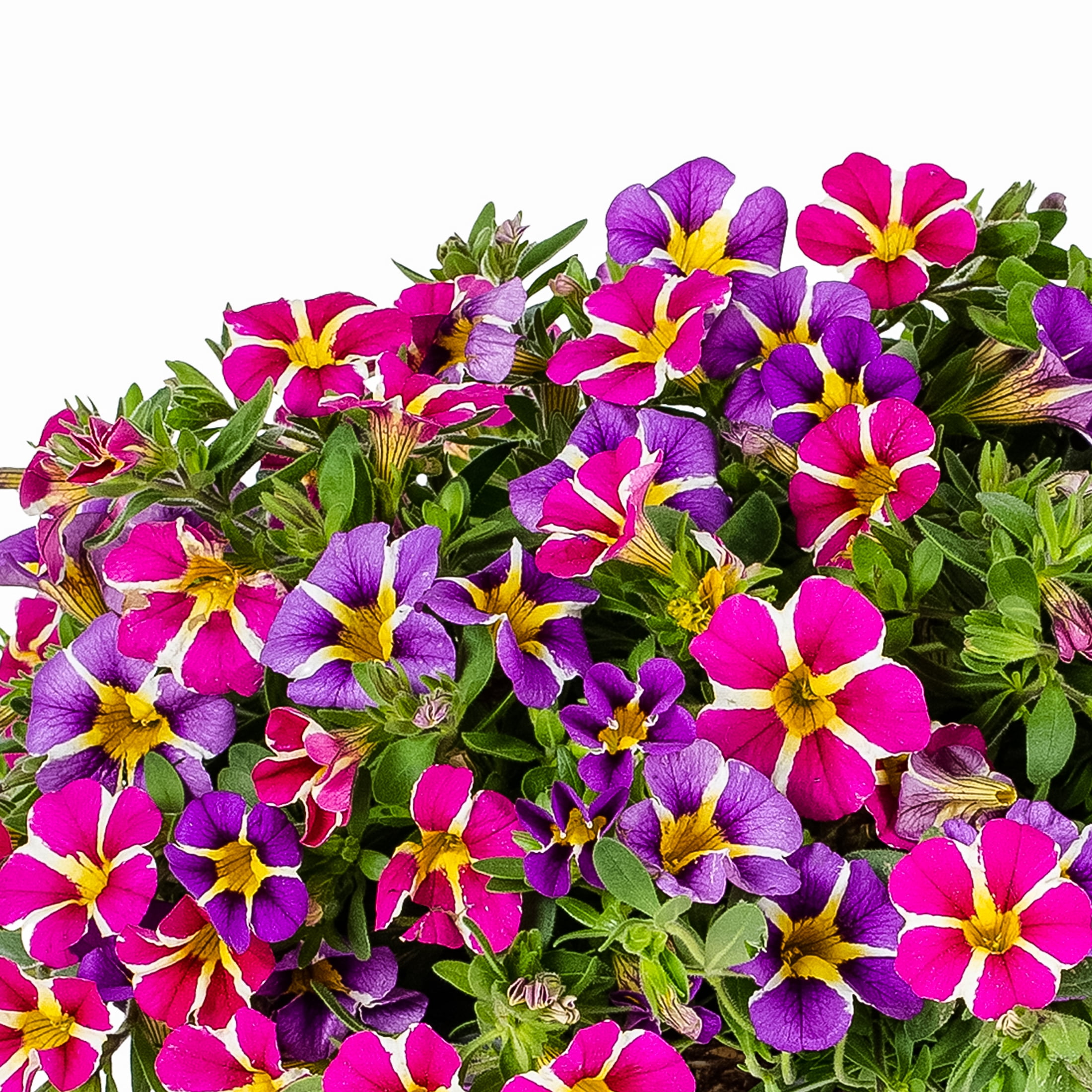 Containers Made Easy Better Homes & Gardens 3QT Pink Purple Calibrachoa Live Annual Plant Sun 2-Pack