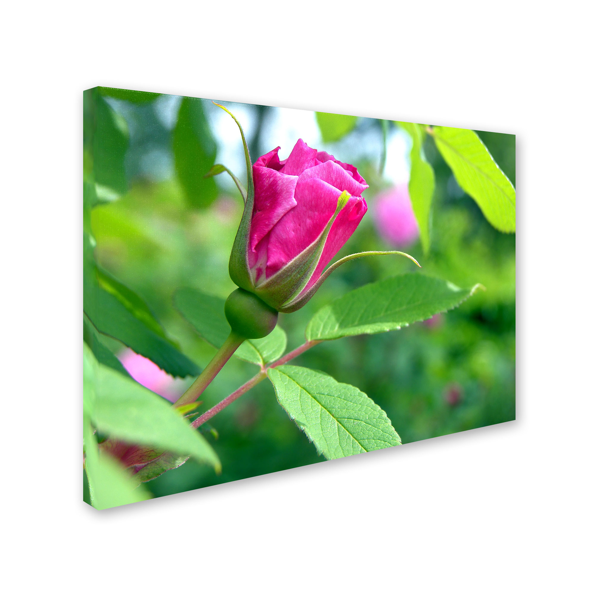 Trademark Fine Art "Unfolding Transformation" Canvas Art by Monica Fleet