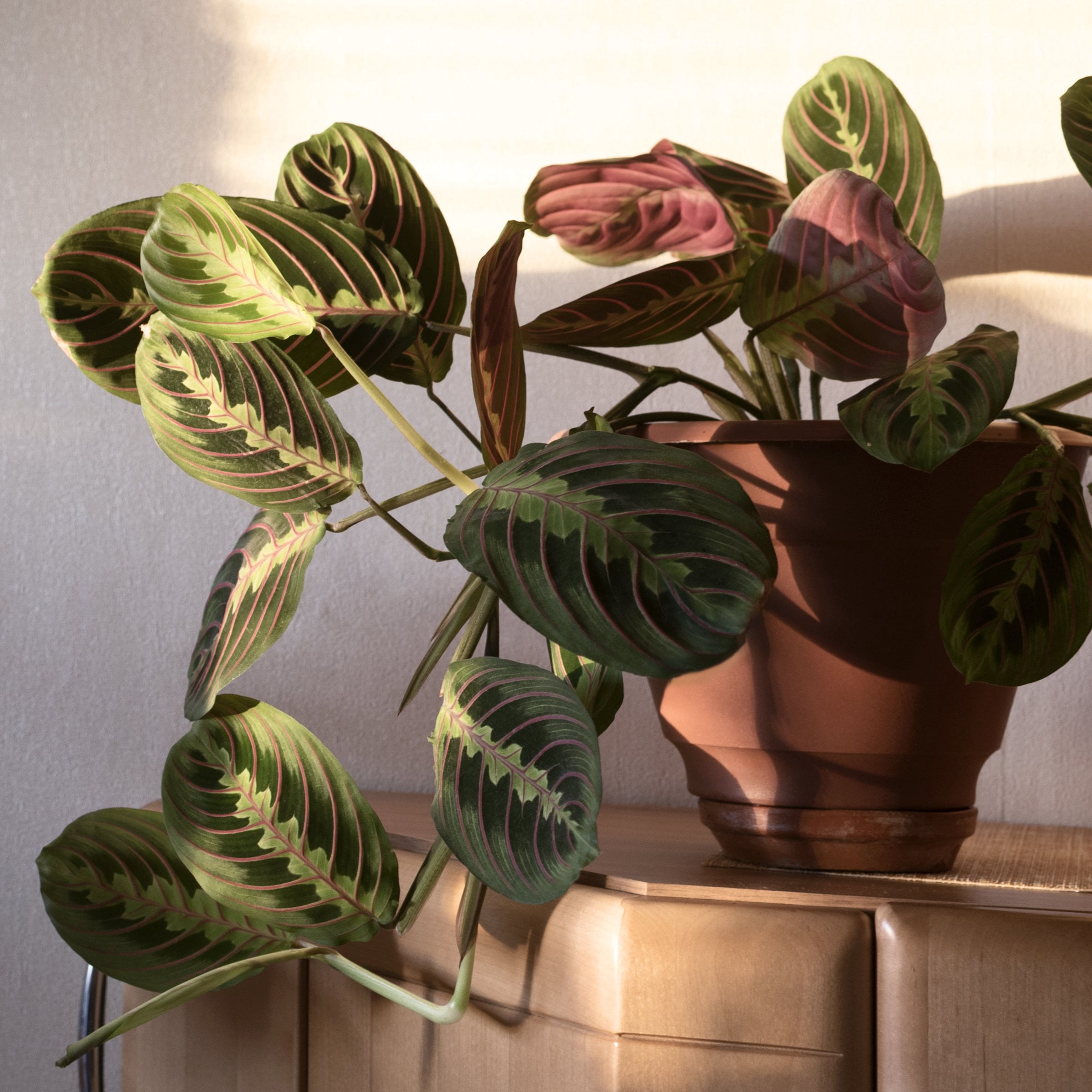 4 in. Maranta Red Plant in Grower Container (3-Pack)