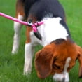 thumbnail image 3 of Braided Dog Leashes Rope Pet DogLeash Dog Traction Rope Leashes Dog Walking Training Lead for Dogs, 3 of 5