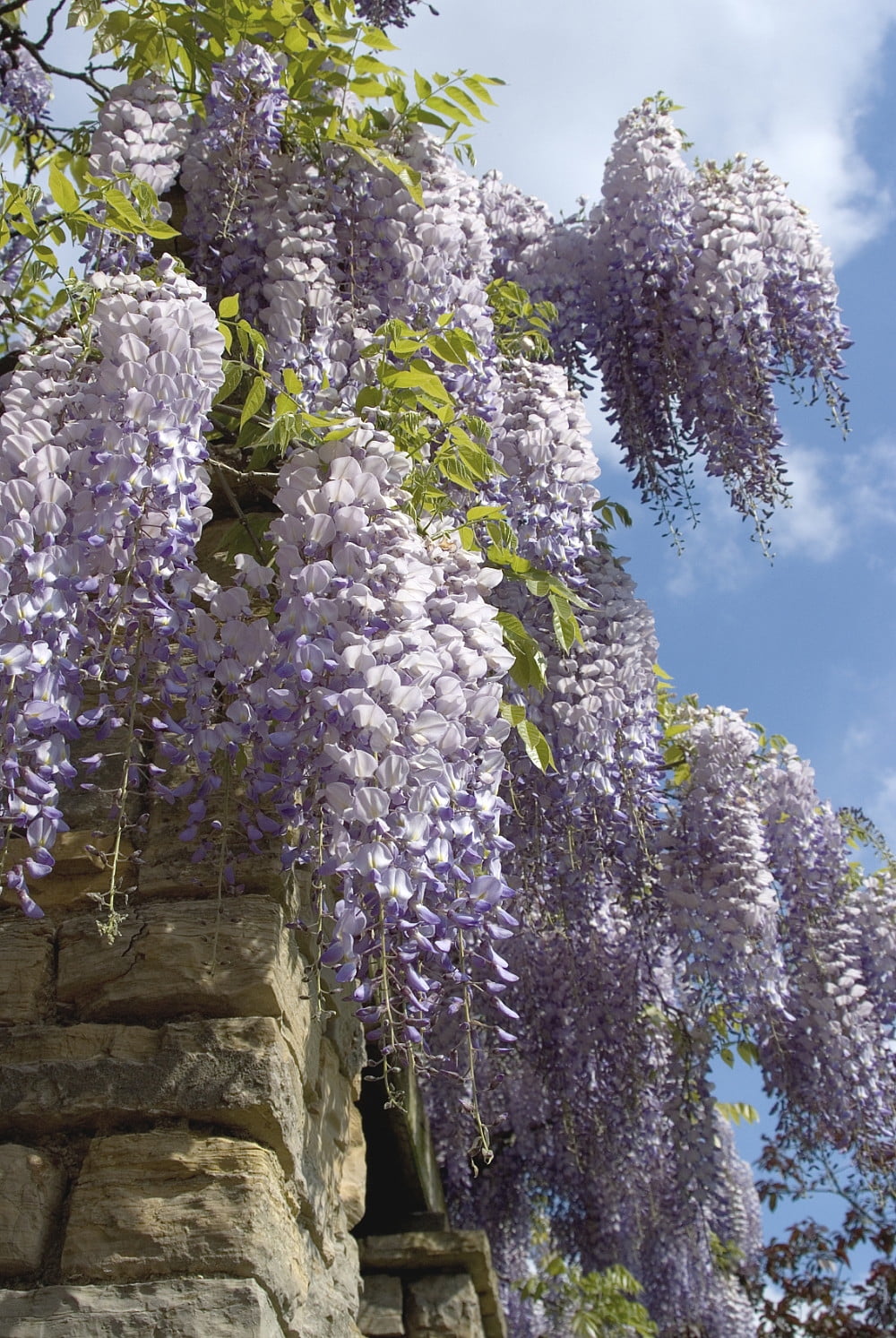 Miss Cally Wisteria Vine Plant - Huge Fragrant Blooms - Gallon Pot