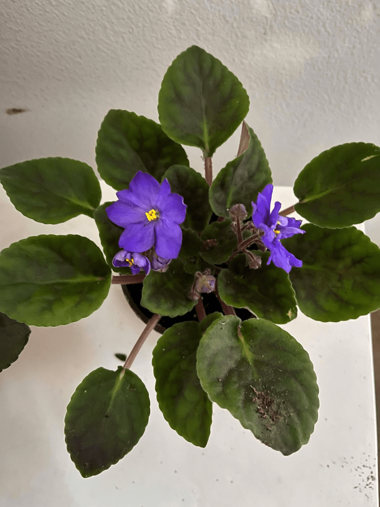 Light Blue Africa Violets Live Plant for Planting Indoor Outdoor, Light Blue Blooming Violet, Africa Violet Flowers, 4 Inch Pot