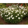 thumbnail image 3 of TomorrowSeeds - Shasta Daisy Seeds - 2000+ Count - For 2026 Planting Classic Snow White, 3 of 9