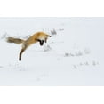 thumbnail image 2 of The Yellowstone Collection 32x23 White Modern Wood Framed Museum Art Print Titled - Hunting Fox Leaping, Hayden Valley, Yellowstone National Park, 2 of 4